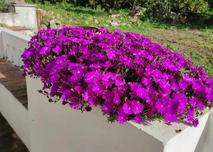 Monte Da Bisa - Tavira Villa